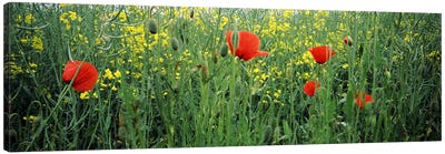 Poppies blooming in oilseed rape (Brassica napus) field, Baden-Wurttemberg, Germany Canvas Art Print