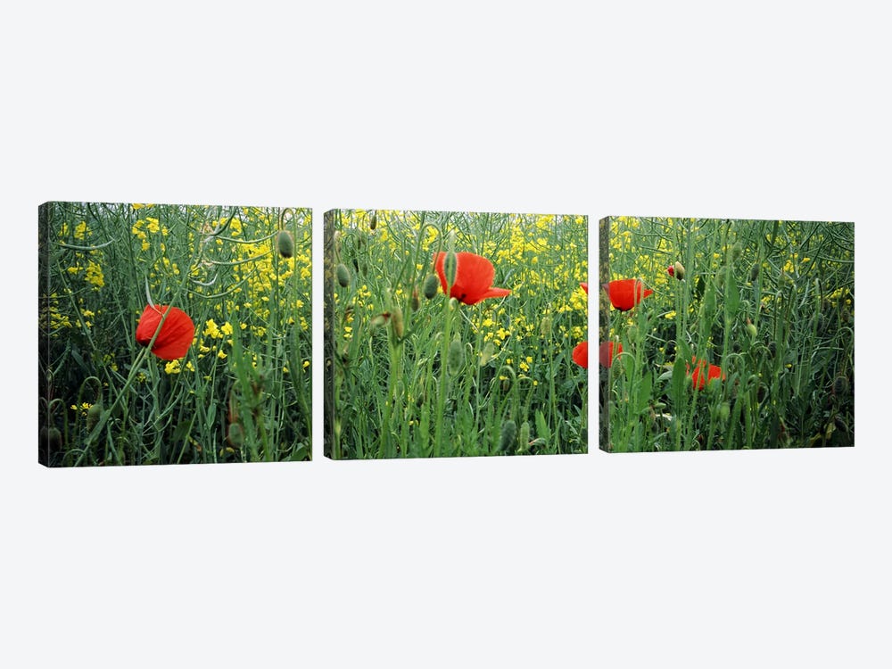 Poppies blooming in oilseed rape (Brassica napus) field, Baden-Wurttemberg, Germany by Panoramic Images 3-piece Canvas Art Print