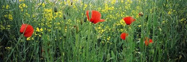 Poppies: Poppies blooming in oilseed rape (Brassica napus) field, Baden-Wurttemberg, Germany by Panoramic Images