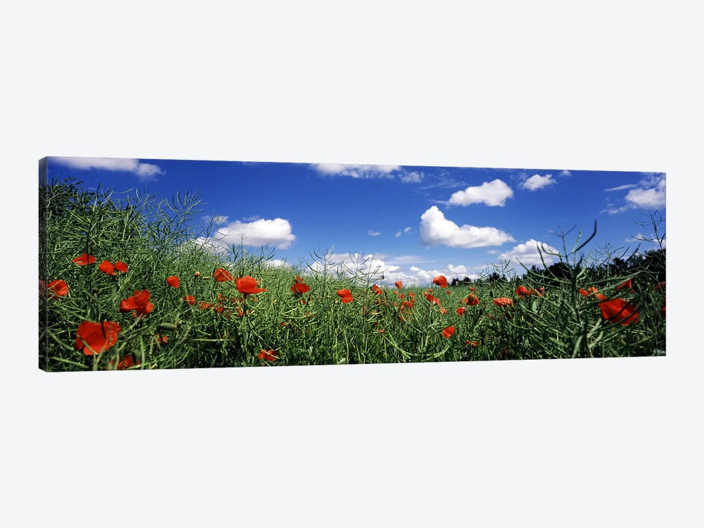 Red poppies blooming in a field, Baden-Wurttemberg, Germany by Panoramic Images 1-piece Art Print