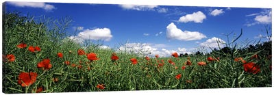 Red poppies blooming in a field, Baden-Wurttemberg, Germany Canvas Art Print - Germany Art