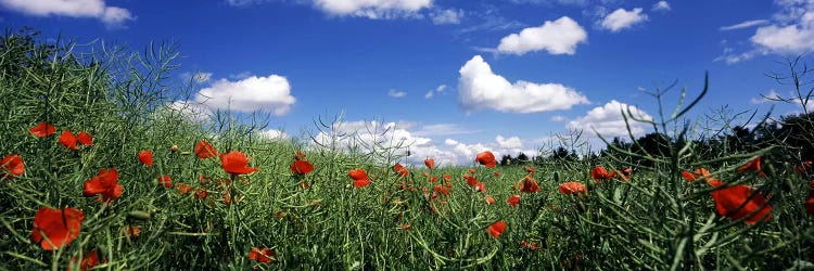 Red poppies blooming in a field, Baden-Wurttemberg, Germany by Panoramic Images wall art