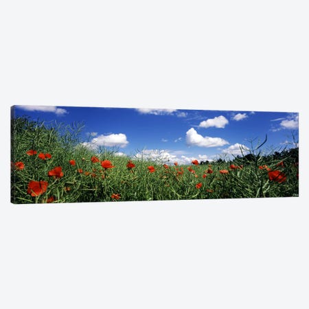 Red poppies blooming in a field, Baden-Wurttemberg, Germany Canvas Print #PIM7180} by Panoramic Images Canvas Artwork