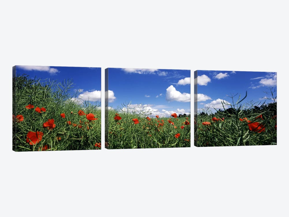 Red poppies blooming in a field, Baden-Wurttemberg, Germany by Panoramic Images 3-piece Canvas Print