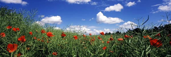 Red poppies blooming in a field, Baden-Wurttemberg, Germany