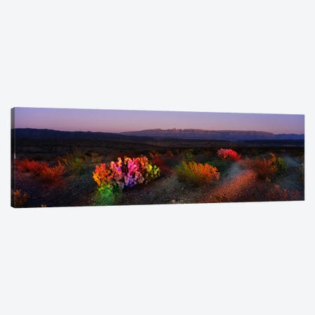Colorful Desert Landscape, Big Bend National Park, Texas, USA Canvas Print #PIM718} by Panoramic Images Canvas Art