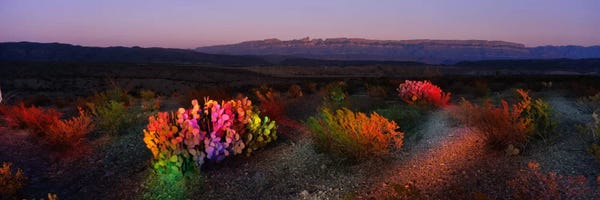 Colorful Desert Landscape, Big Bend National Park, Texas, USA