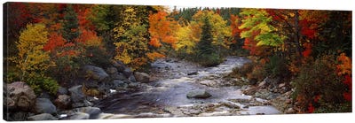 Stream with trees in a forest in autumn, Nova Scotia, Canada Canvas Art Print - Forest Art