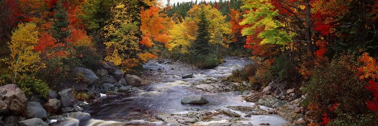 Stream with trees in a forest in autumn, Nova Scotia, Canada