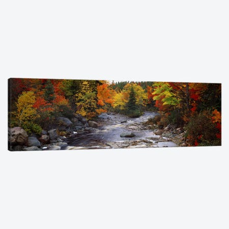 Stream with trees in a forest in autumn, Nova Scotia, Canada Canvas Print #PIM7204} by Panoramic Images Canvas Art
