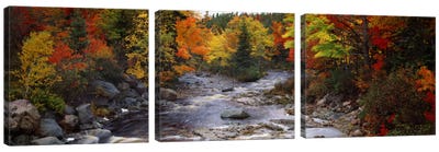 Stream with trees in a forest in autumn, Nova Scotia, Canada Canvas Art Print - Panoramic & Horizontal Wall Art