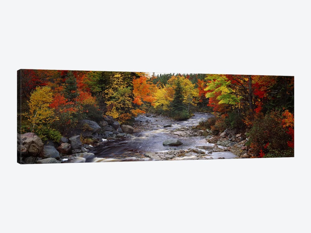 Stream with trees in a forest in autumn, Nova Scotia, Canada 1-piece Art Print