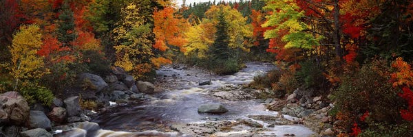 North America: Stream with trees in a forest in autumn, Nova Scotia, Canada by Panoramic Images