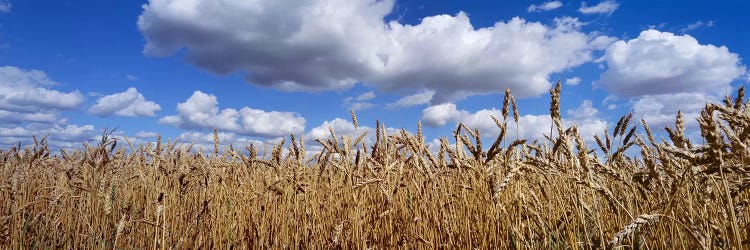 Fluffy Clouds Over A Wheat Crop, Alberta, Canada