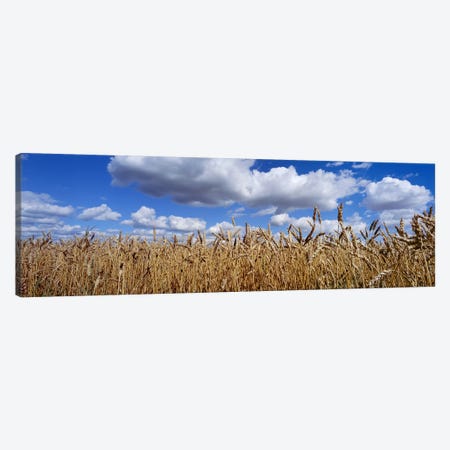 Fluffy Clouds Over A Wheat Crop, Alberta, Canada Canvas Print #PIM7207} by Panoramic Images Canvas Artwork