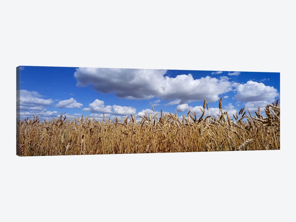 Fluffy Clouds Over A Wheat Crop, Alberta, Canada by Panoramic Images 1-piece Canvas Wall Art