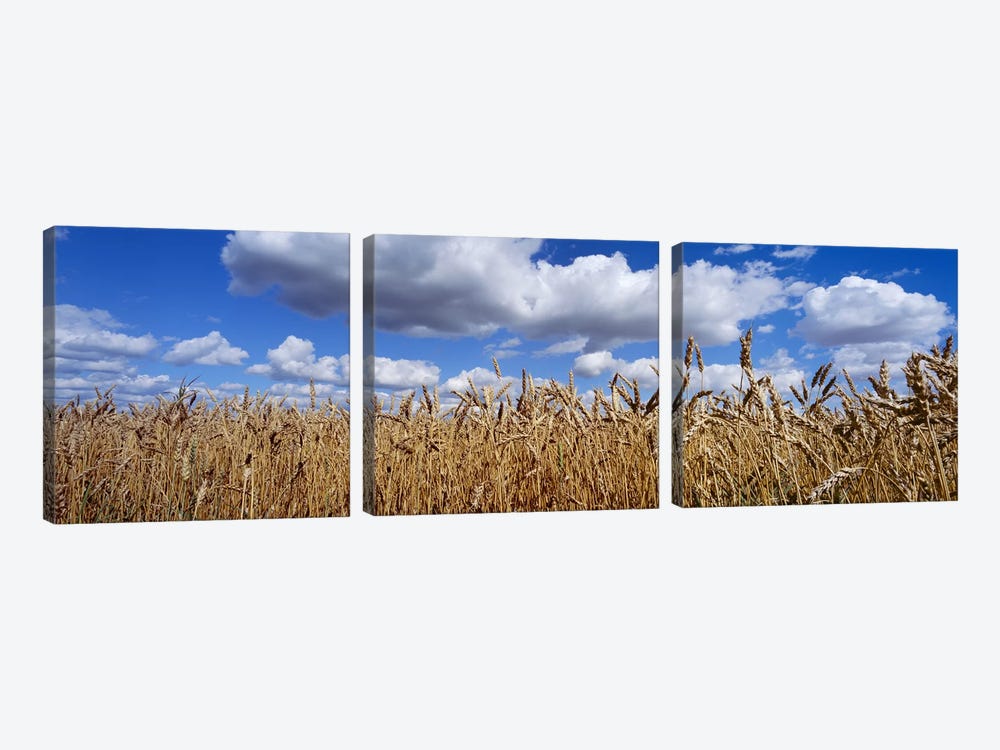 Fluffy Clouds Over A Wheat Crop, Alberta, Canada by Panoramic Images 3-piece Canvas Art