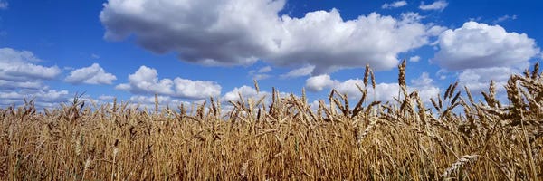 Grasses: Fluffy Clouds Over A Wheat Crop, Alberta, Canada by Panoramic Images
