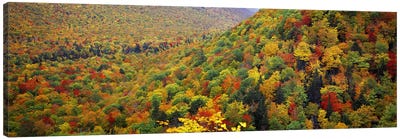 Mountain forest in autumnNova Scotia, Canada Canvas Art Print - Nova Scotia