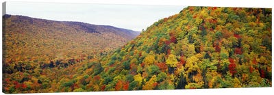 Mountain forest in autumnNova Scotia, Canada Canvas Art Print - Autumn Art