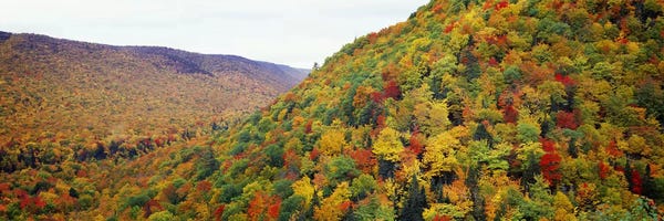 Nova Scotia: Mountain forest in autumnNova Scotia, Canada by Panoramic Images