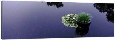 Water lilies with a potted plant in a pondOlbrich Botanical Gardens, Madison, Wisconsin, USA Canvas Art Print - Panoramic Photography