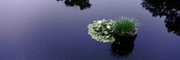 Water lilies with a potted plant in a pondOlbrich Botanical Gardens, Madison, Wisconsin, USA