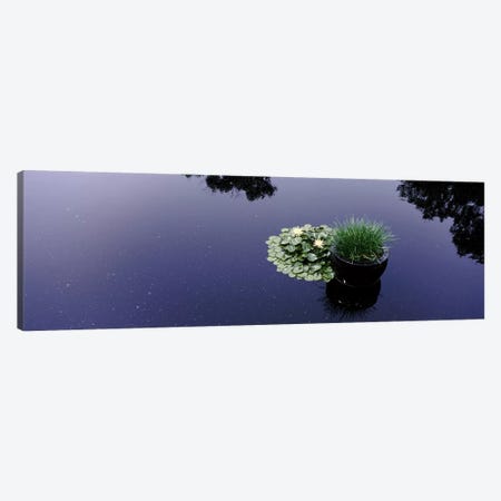 Water lilies with a potted plant in a pondOlbrich Botanical Gardens, Madison, Wisconsin, USA Canvas Print #PIM7239} by Panoramic Images Canvas Art