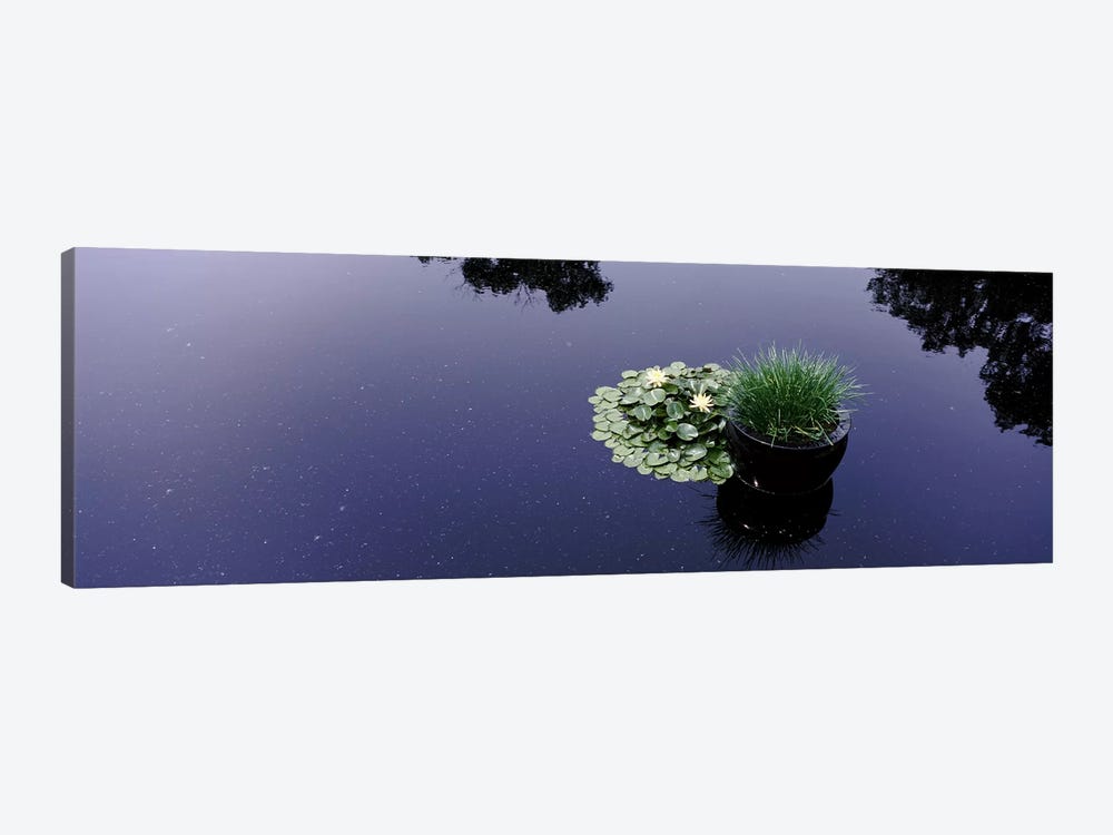 Water lilies with a potted plant in a pondOlbrich Botanical Gardens, Madison, Wisconsin, USA by Panoramic Images 1-piece Art Print