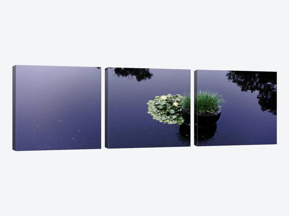 Water lilies with a potted plant in a pondOlbrich Botanical Gardens, Madison, Wisconsin, USA by Panoramic Images 3-piece Canvas Art Print