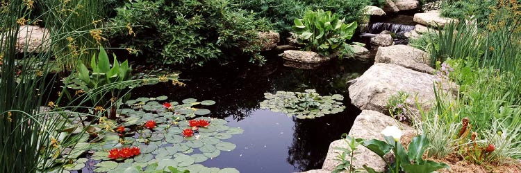 Water lilies in a pondSunken Garden, Olbrich Botanical Gardens, Madison, Wisconsin, USA