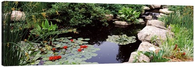 Water lilies in a pondSunken Garden, Olbrich Botanical Gardens, Madison, Wisconsin, USA Canvas Art Print - Pond Art