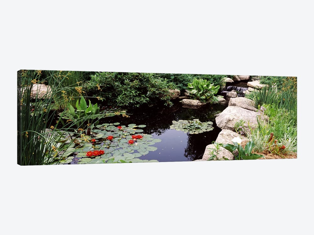 Water lilies in a pondSunken Garden, Olbrich Botanical Gardens, Madison, Wisconsin, USA by Panoramic Images 1-piece Art Print