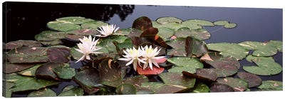 Water lilies in a pond, Sunken Garden, Olbrich Botanical Gardens, Madison, Wisconsin, USA Canvas Art Print - Wisconsin Art