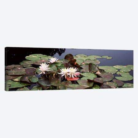 Water lilies in a pond, Sunken Garden, Olbrich Botanical Gardens, Madison, Wisconsin, USA Canvas Print #PIM7241} by Panoramic Images Canvas Art Print