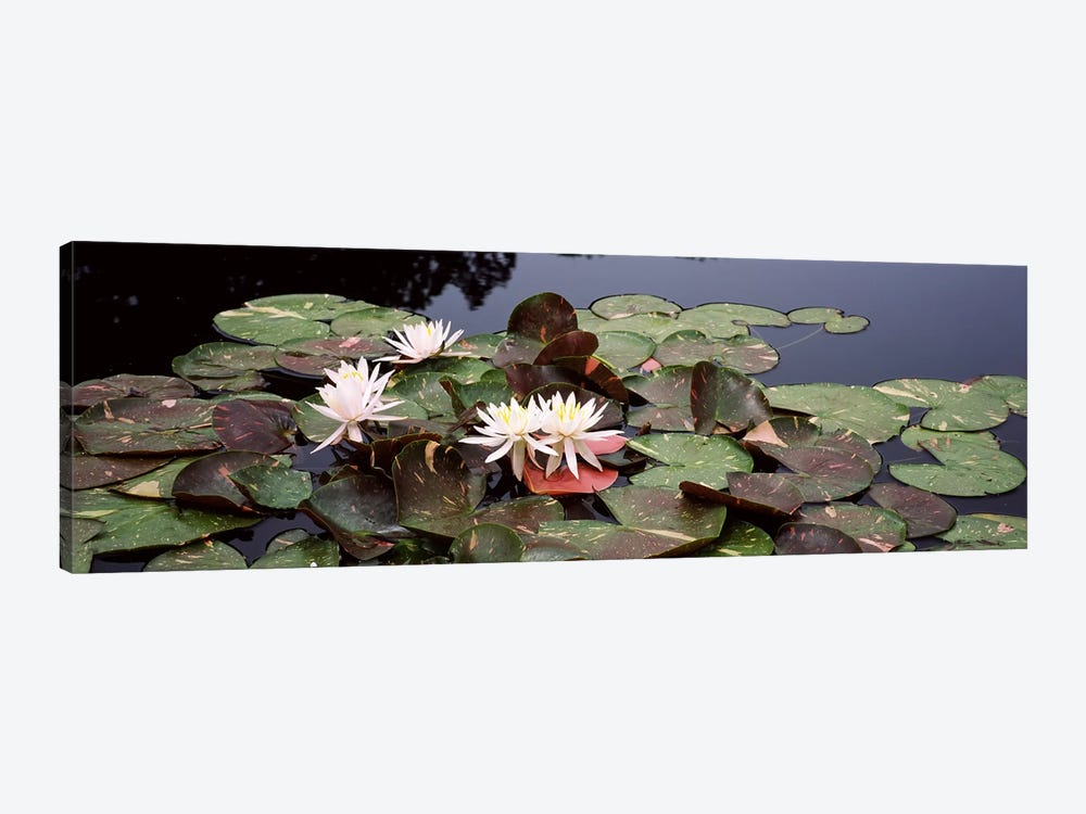 Water lilies in a pond, Sunken Garden, Olbrich Botanical Gardens, Madison, Wisconsin, USA 1-piece Canvas Artwork