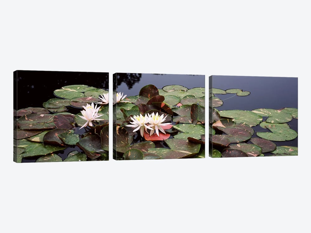 Water lilies in a pond, Sunken Garden, Olbrich Botanical Gardens, Madison, Wisconsin, USA by Panoramic Images 3-piece Canvas Artwork