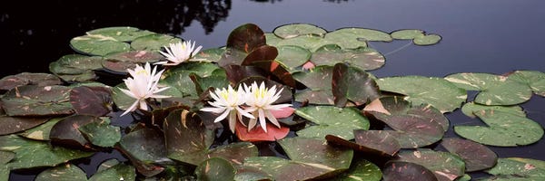 Wisconsin: Water lilies in a pond, Sunken Garden, Olbrich Botanical Gardens, Madison, Wisconsin, USA by Panoramic Images