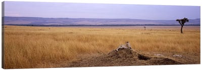 Cheetah (Acinonyx jubatus) sitting on a mound looking backMasai Mara National Reserve, Kenya Canvas Art Print - Maasai Mara National Reserve
