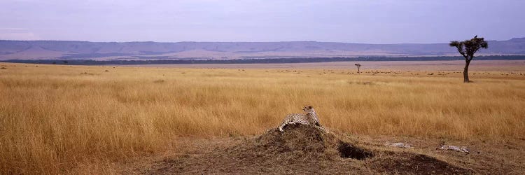 Cheetah (Acinonyx jubatus) sitting on a mound looking backMasai Mara National Reserve, Kenya