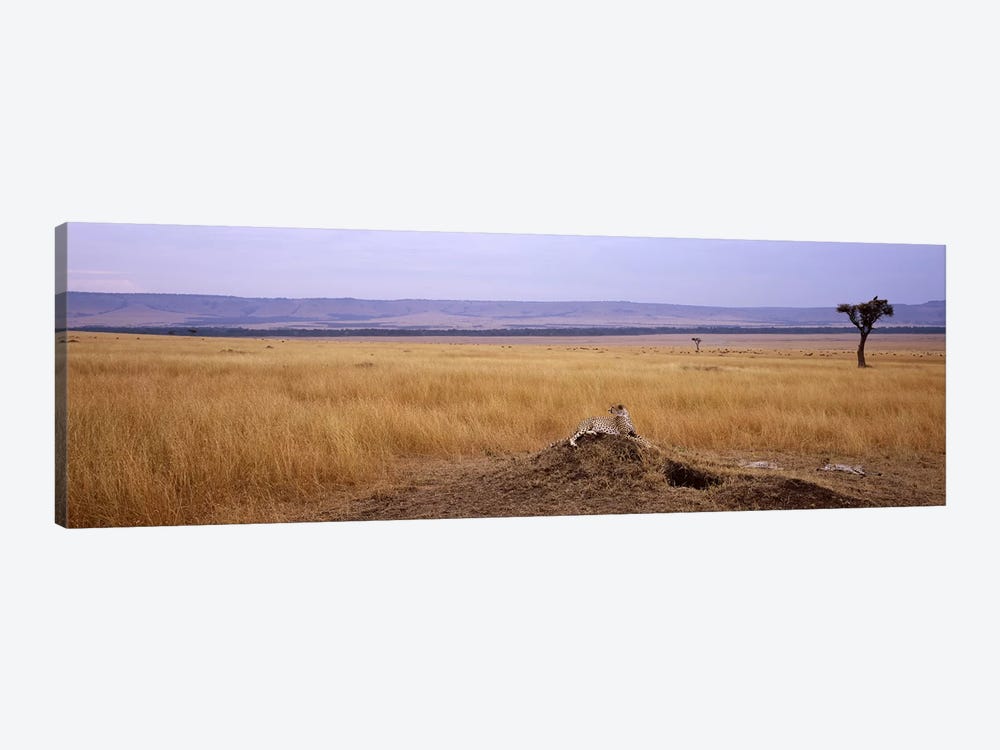 Cheetah (Acinonyx jubatus) sitting on a mound looking backMasai Mara National Reserve, Kenya by Panoramic Images 1-piece Canvas Artwork