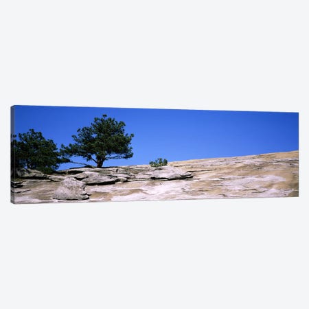 Trees on a mountain, Stone Mountain, Atlanta, Fulton County, Georgia, USA #2 Canvas Print #PIM7258} by Panoramic Images Canvas Art