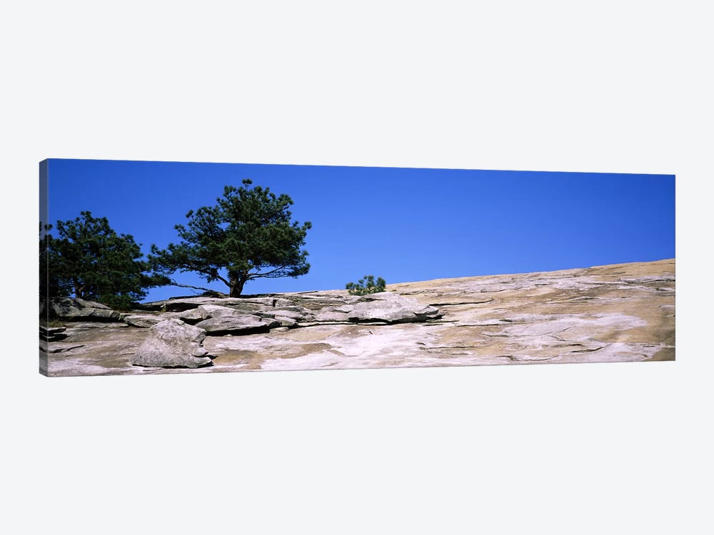 Trees on a mountain, Stone Mountain, Atlanta, Fulton County, Georgia, USA #2 by Panoramic Images 1-piece Canvas Art