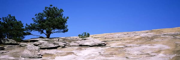 Georgia: Trees on a mountain, Stone Mountain, Atlanta, Fulton County, Georgia, USA #2 by Panoramic Images