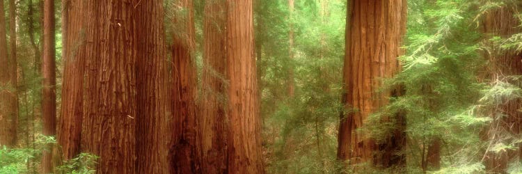 Redwood Trees, Muir Woods, California, USA,