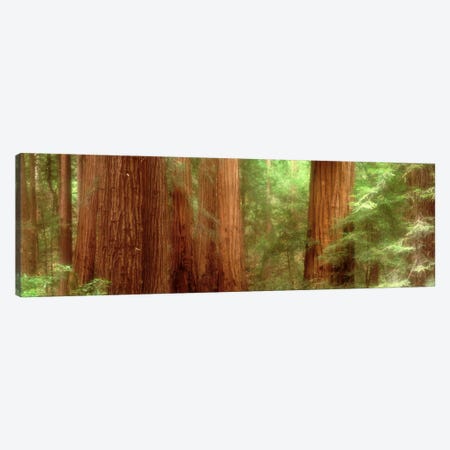 Redwood Trees, Muir Woods, California, USA, Canvas Print #PIM726} by Panoramic Images Canvas Wall Art