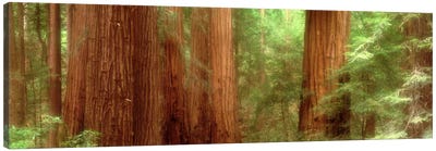 Redwood Trees, Muir Woods, California, USA, Canvas Art Print - Redwood Trees