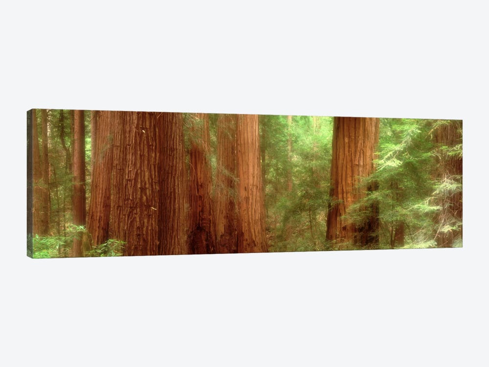 Redwood Trees, Muir Woods, California, USA, by Panoramic Images 1-piece Canvas Art Print