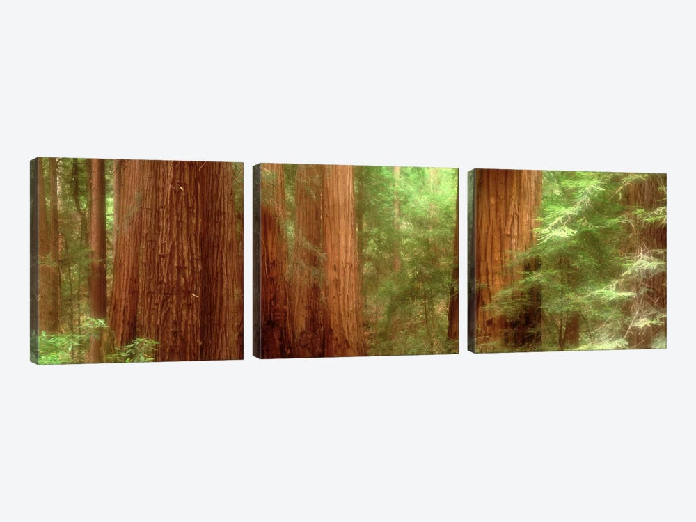 Redwood Trees, Muir Woods, California, USA, by Panoramic Images 3-piece Art Print