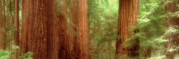 Redwood Trees: Redwood Trees, Muir Woods, California, USA, by Panoramic Images